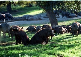 La mayoría de ganaderos del sector del porcino ibérico de Córdoba, sin ayudas