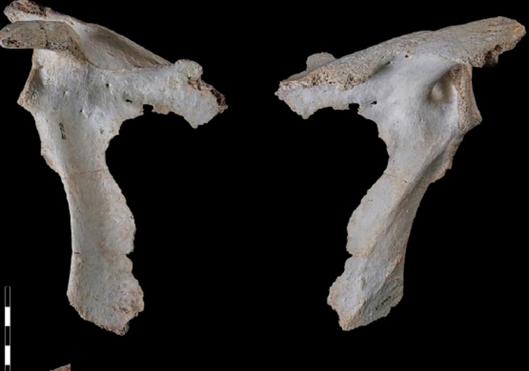 Así eran los humanos que vivieron en la Sima de los Huesos de Atapuerca: con «gran anchura» de hombros y «robustas» clavículas