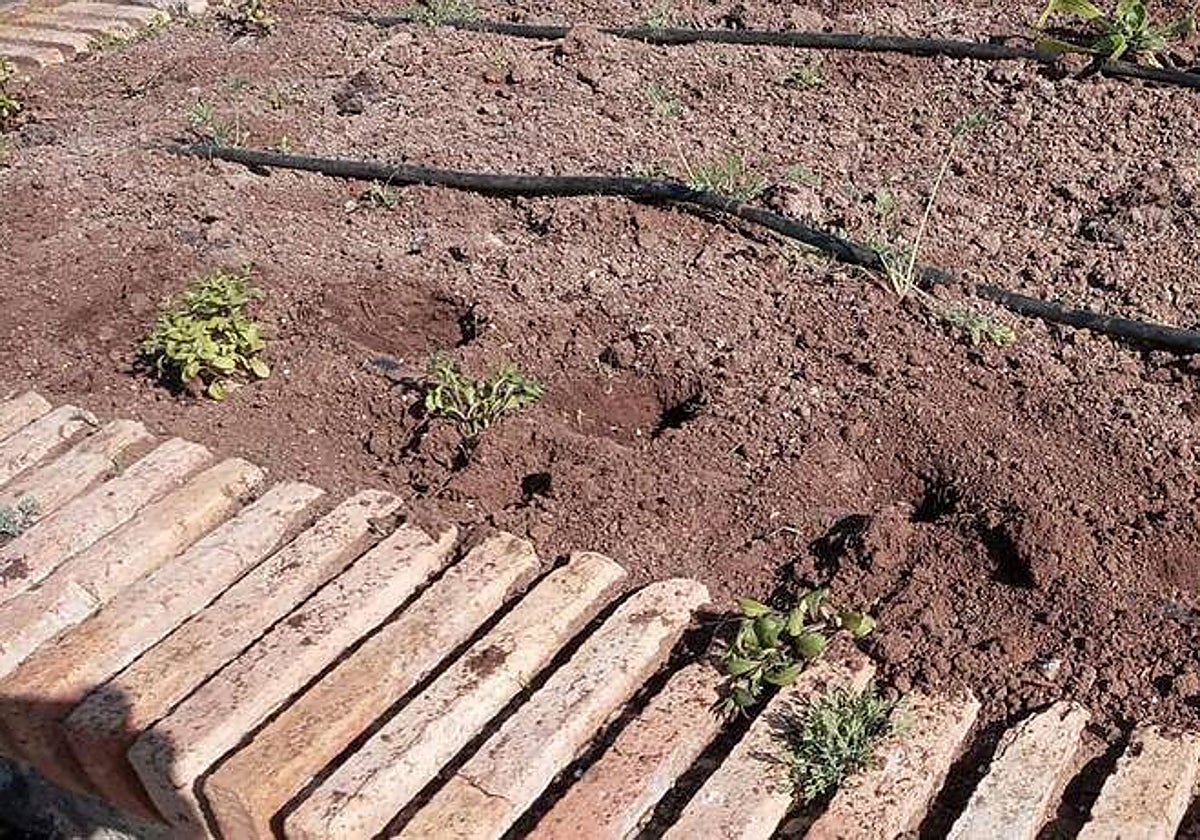 La noche del lunes varias plantas fueron «arrancadas, destrozadas y otras robadas»