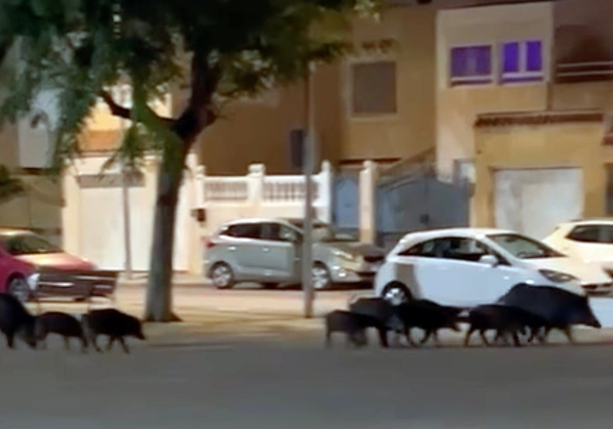 Una piara de jabalíes pasea recientemente por una urbanización de Huércal de Almería.