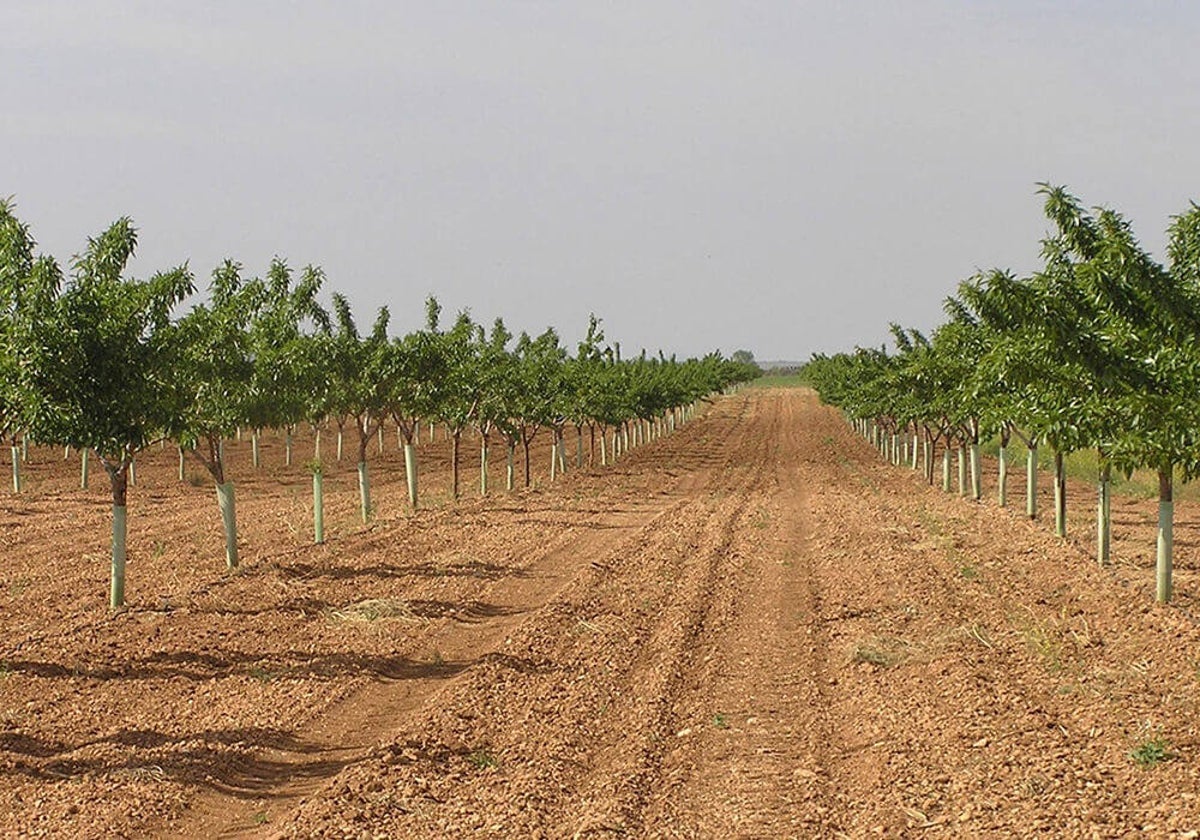 Cooperativas pide un plan de reconversión del almendro que afectaría a 50.000 hectáreas