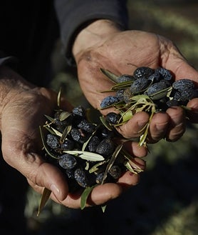 Imagen secundaria 2 - Los empleados varean los olivares de Mario Domingo, en Villarejo de Salvanés, y recogen las aceitunas en plena temporada