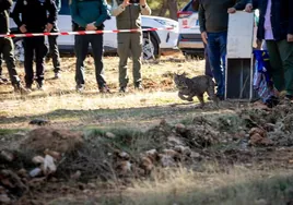 Dos de los cinco linces ibéricos soltados en diciembre en la Sierra de Arana ya han muerto