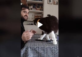 El video viral en Tik Tok de un gato 'cordobés' bailando flamenco