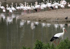 La Junta diseña un plan para proteger los humedales andaluces