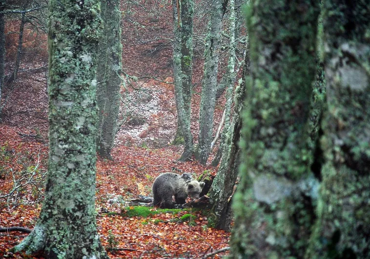 Más de la mitad de los osos pardos de la Cordillera Cantábrica está en Castilla y León
