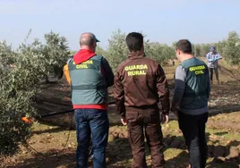 Detenidas cinco personas en Peñarroya por el robo de 2.000 kilos de aceitunas