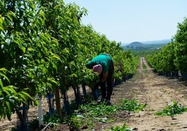 Registran la sede del sindicato agrario COAG en Sevilla por un fraude de subvenciones europeas