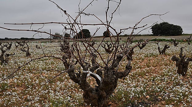 Una de las cepas de bodega La Niña de Cuenca, en Ledaña