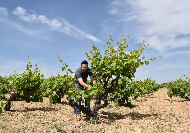 La pequeña bodega conquense que devuelve la vida a uvas olvidadas en Castilla-La Mancha