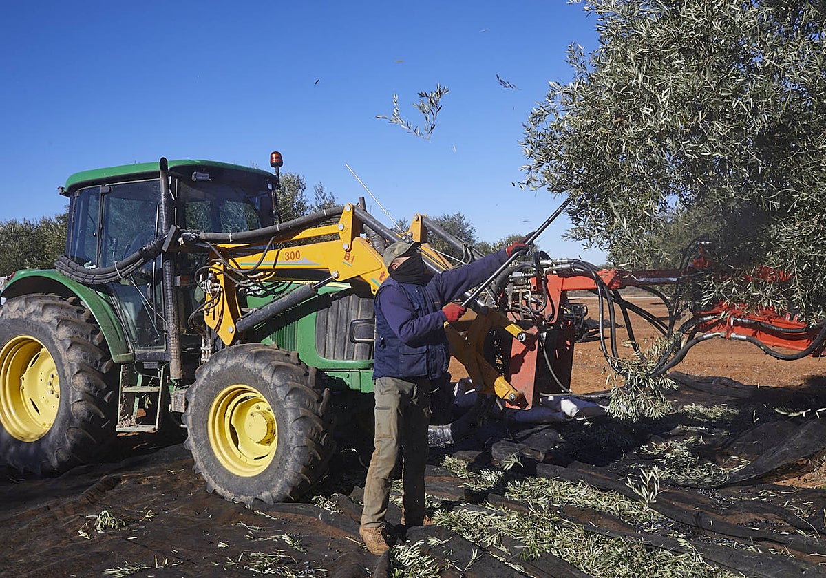 Un agricultor varea un olivo en Villarejo de Salvanés
