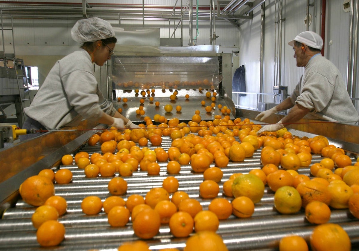 Procesado de la naranja en una planta de Córdoba