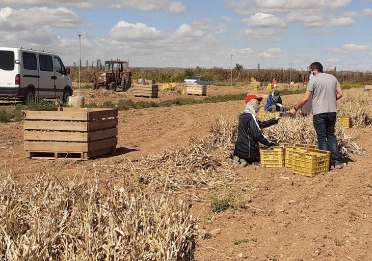 Un detenido por explotar a trabajadores extranjeros de su misma nacionalidad en tareas agrícolas en Albacete