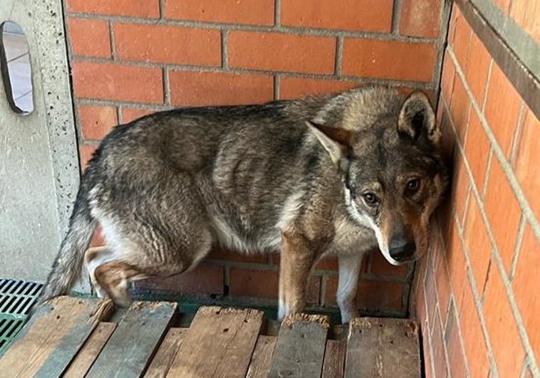 En adopción el perro lobo checo capturado por la Guardia Civil deambulando en Valladolid