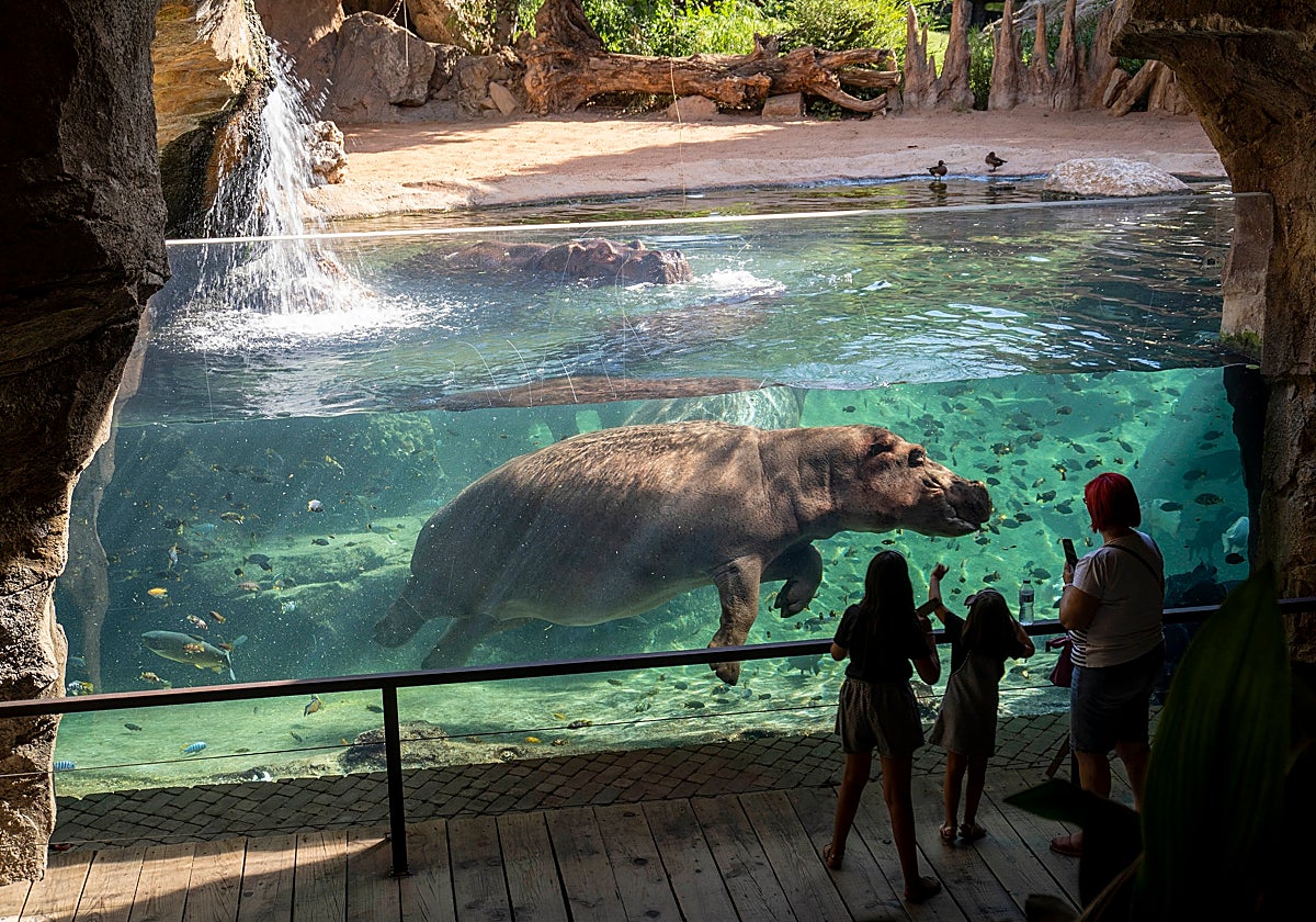 Visitantes observando a los hipopótamos en Bioparc Valencia