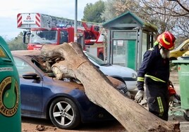 El viento derriba un árbol de gran tamaño en Lucena y causa daños a un vehículo