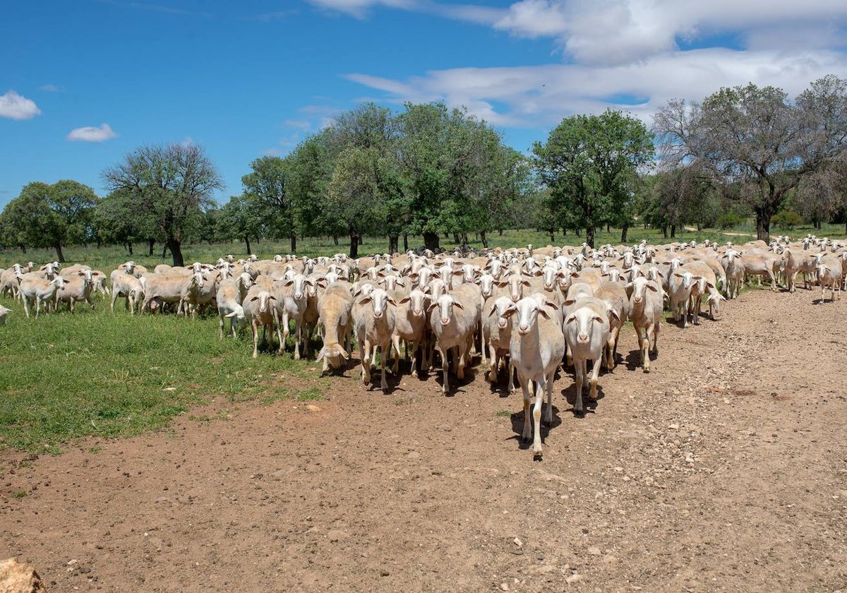 Los daños colaterales de la viruela ovina para el queso manchego