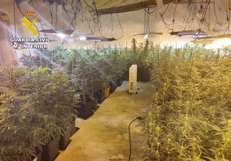 Un detenido por cultivar 590 plantas de marihuana en una vivienda de Isso (Albacete)