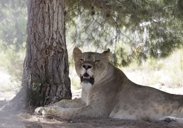 La milagrosa manada de leones reunida en Alicante con ejemplares salvados  de los bombardeos en Ucrania