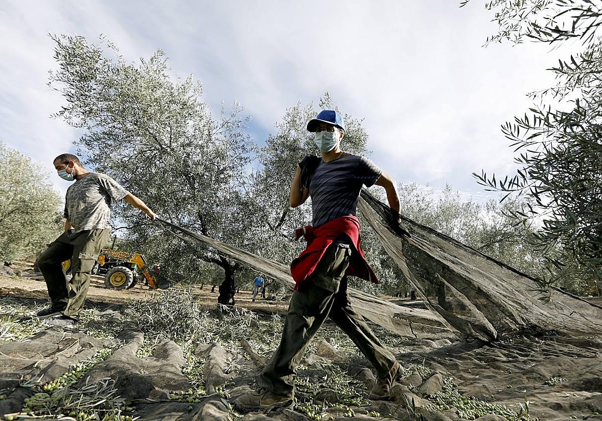 Trabajadores en un olivar de Montilla, en una imagen de archivo