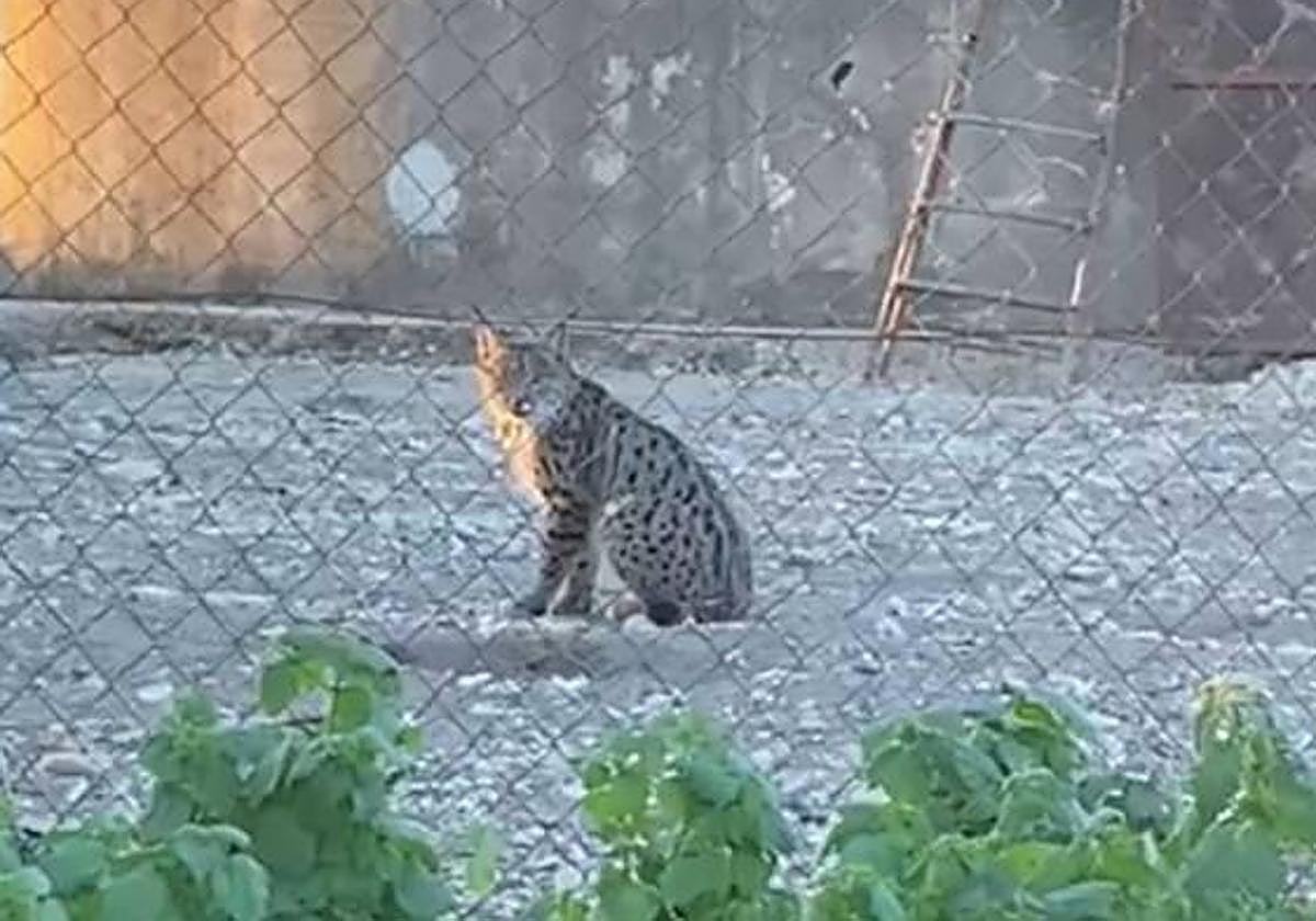 Imagen del lince que se ha colado en la finca cordobesa