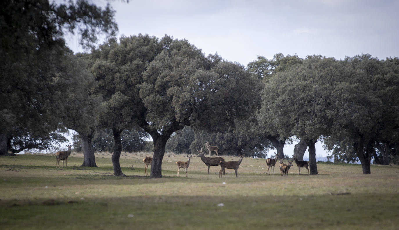 El Monte de El Pardo, un vergel en plena capital de España