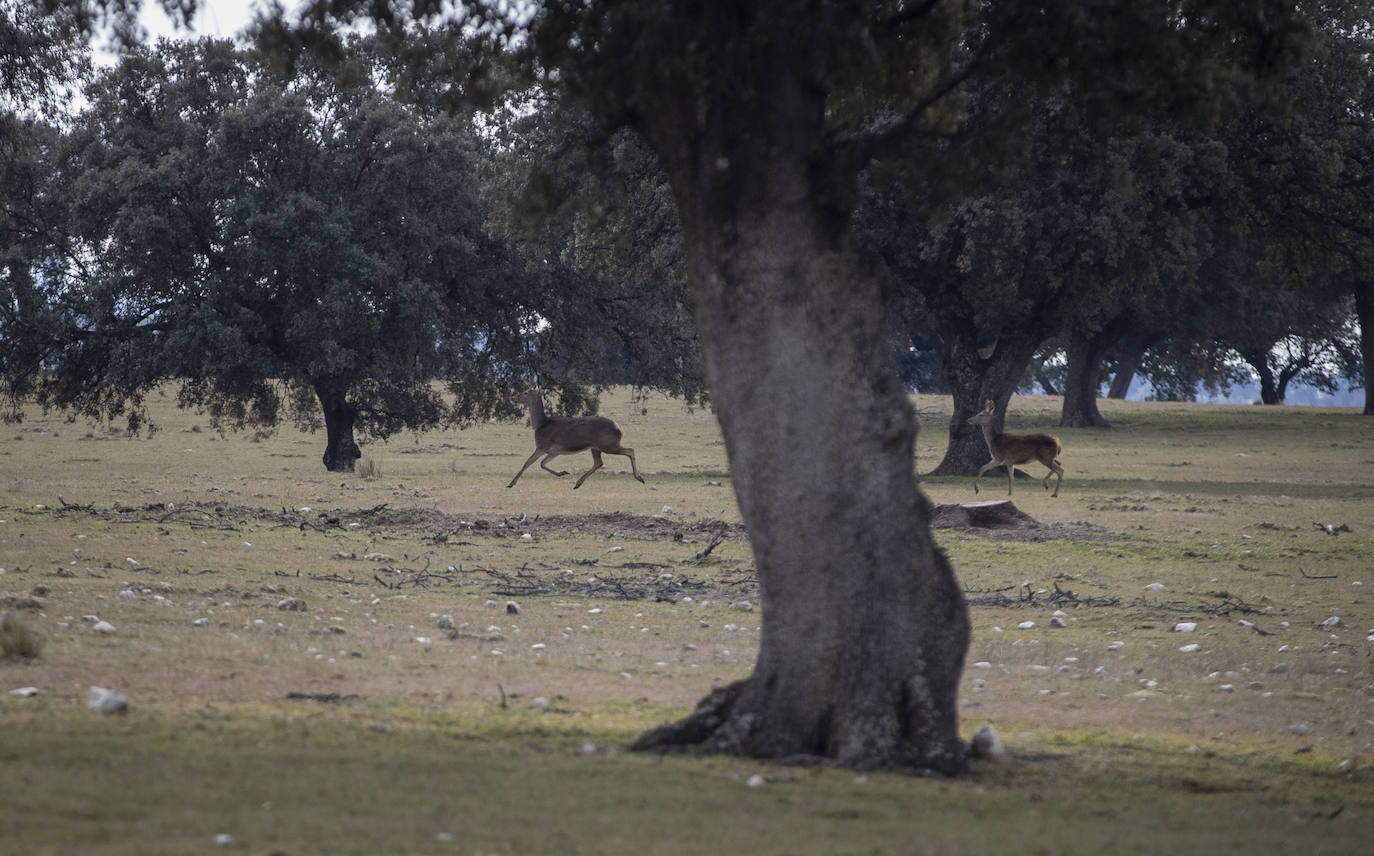 El Monte de El Pardo, un vergel en plena capital de España