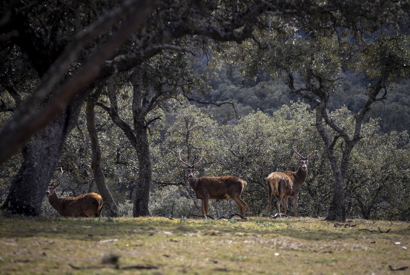 El Monte de El Pardo, un vergel en plena capital de España