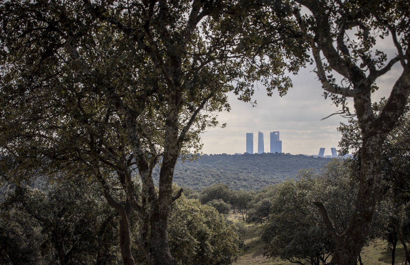 El Monte de El Pardo, un vergel en plena capital de España