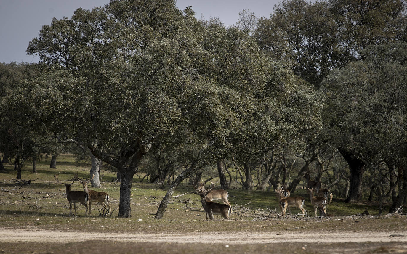 El Monte de El Pardo, un vergel en plena capital de España