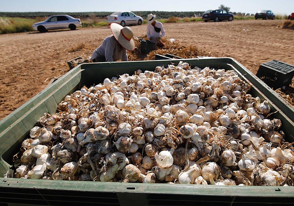 Jornada de recolección del ajo en la Campiña cordobesa