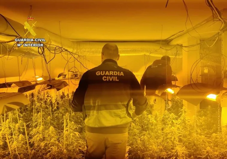Hasta 700 plantas de marihuana tras un butrón en un laboratorio clandestino en una vivienda en Navahondilla (Ávila)