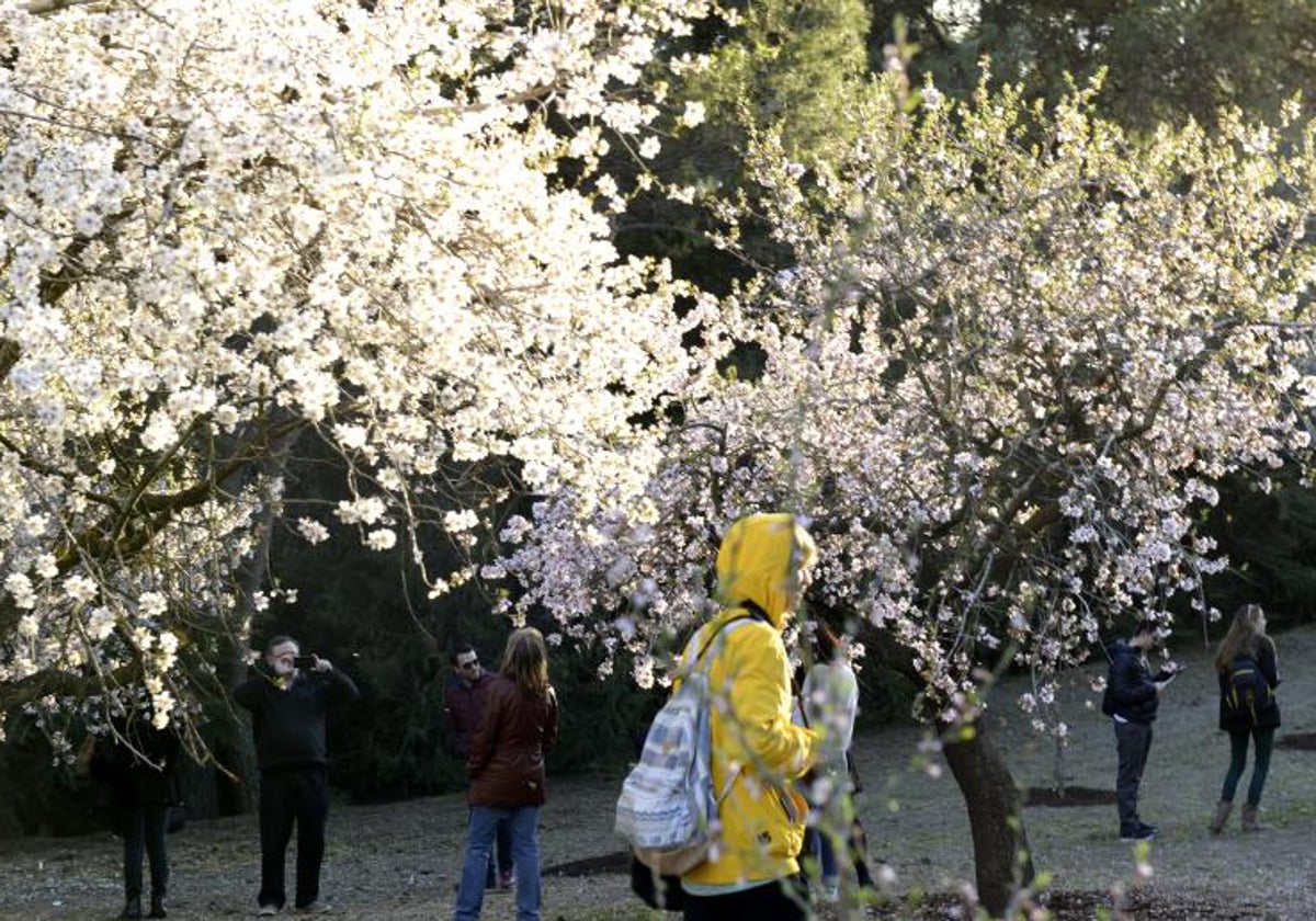 Almendros en flor en la Quinta de los Molinos