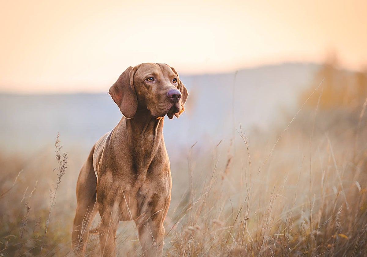 La normativa aún tardará unos meses en entrar en vigor