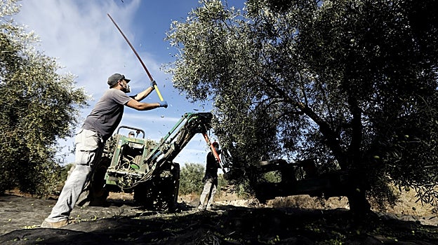 Trabajo en un olivar