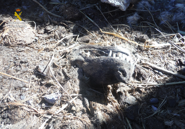 Tráfico de perros en Gran Canaria, 482 animales y ganancias de 265.000 euros