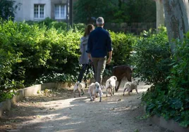Croquetas rellenas de agujas: investigan la aparición de alimentos 'trampa' para matar a perros en Barcelona