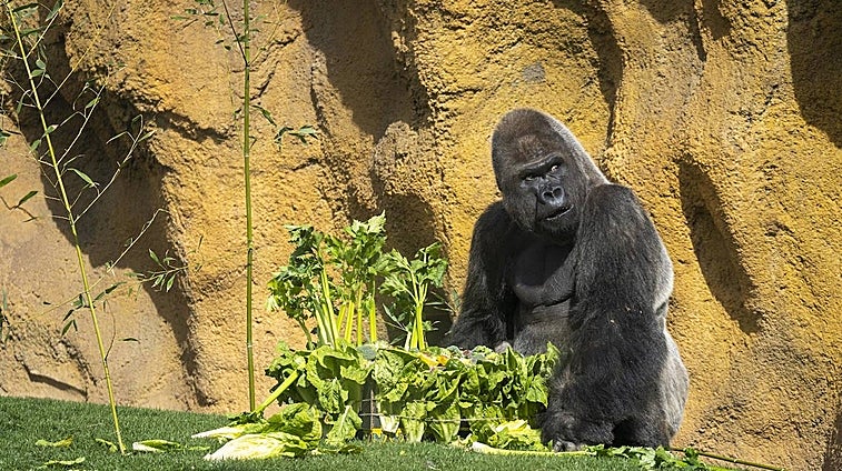 El gorila «espalda plateada» de Bioparc Valencia celebra su 32 cumpleaños con una gran fiesta