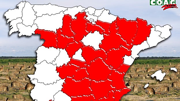 Más grandes, más voraces y trepadores: la plaga de conejos híbridos que arrasa los cultivos en España