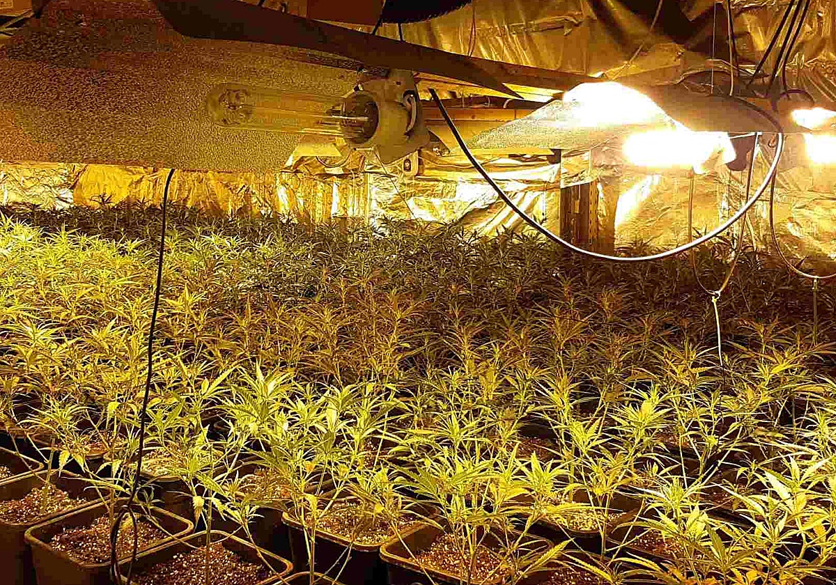 Imagen de una plantación de marihuana con un enganche ilegal de suministro eléctrico