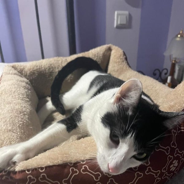 El calvario de dos años y medio de una veterinaria por la querella criminal de una asociación animalista