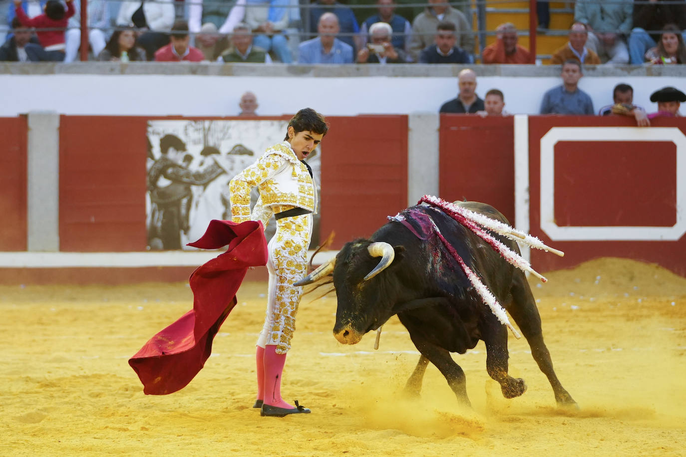 Toros | Las mejores imágenes del nuevo triunfo de Román en Pozoblanco