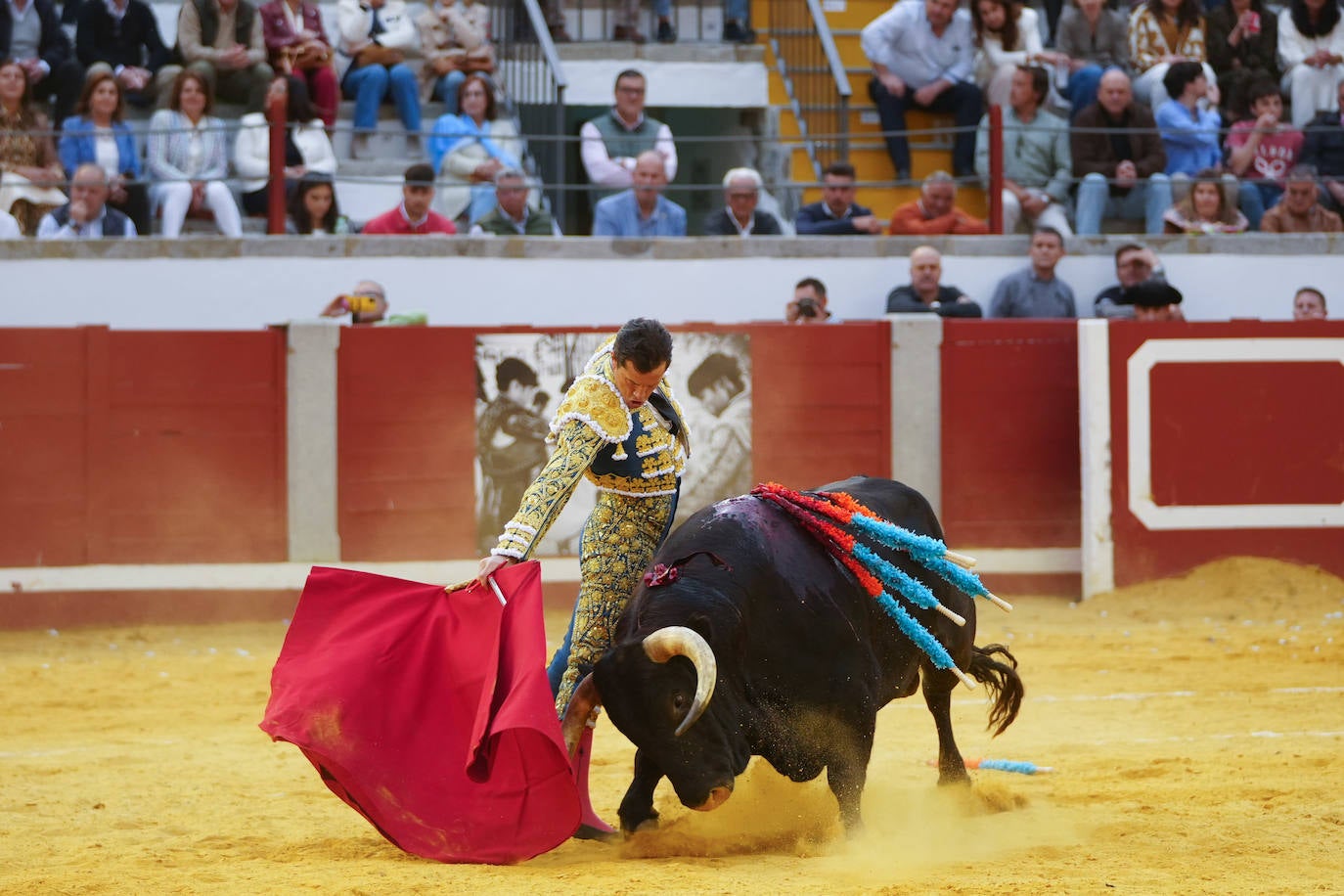 Toros | Las mejores imágenes del nuevo triunfo de Román en Pozoblanco