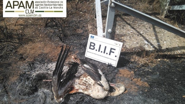 Cifran en 2,5 millones de euros anuales las multas no cobradas por la muerte de aves electrocutadas