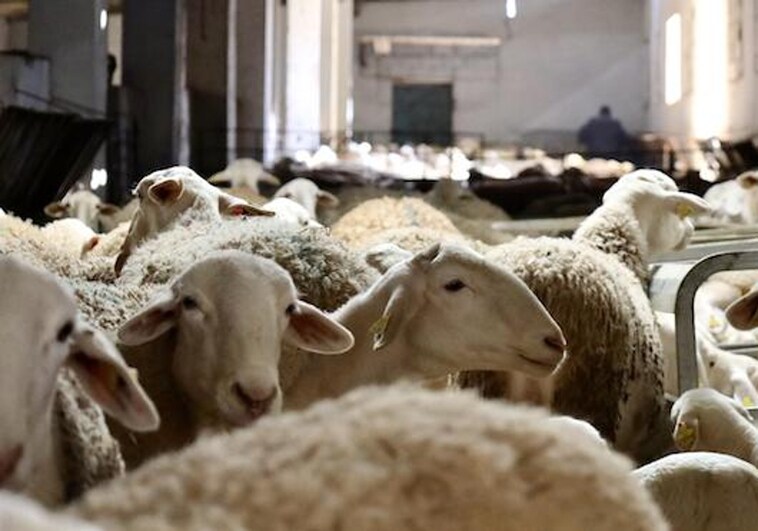 Las restricciones por la viruela ovina siguen en cinco comarcas de Castilla-La Mancha