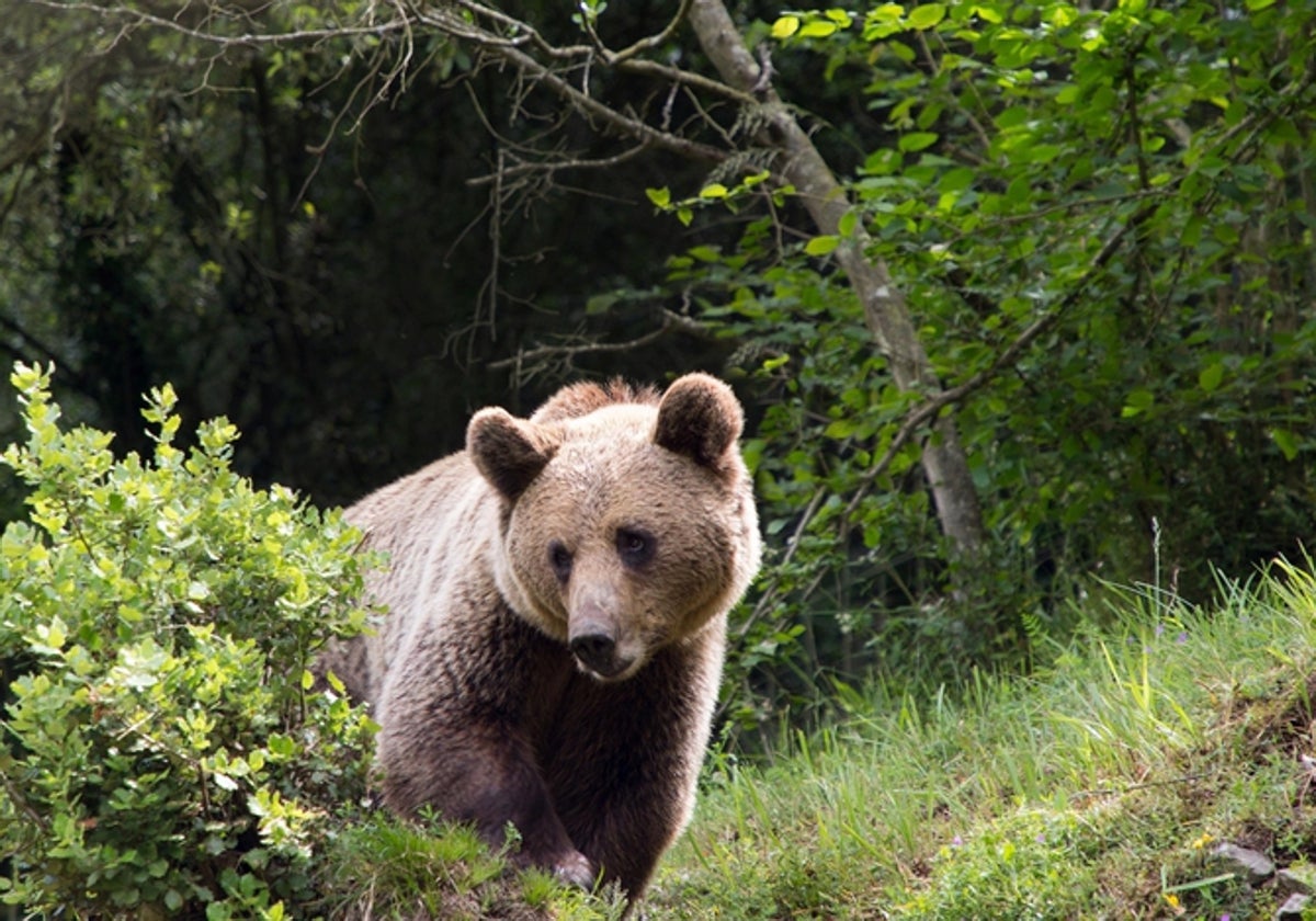 Ejemplar de oso pardo