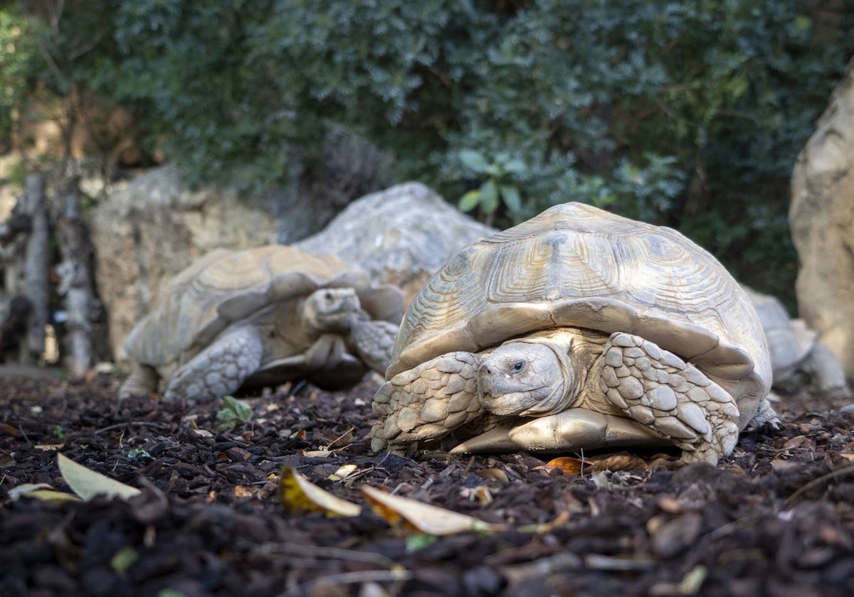 Imagen de las tortugas que se pueden contemplar en Bioparc Valencia