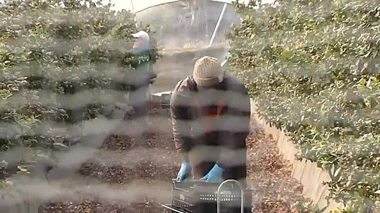 La guerra de la fresa y el agua en Doñana