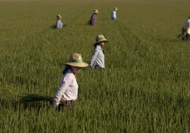 La sequía fulmina el cultivo de arroz en Sevilla: el mayor productor de España no tiene agua para sembrar