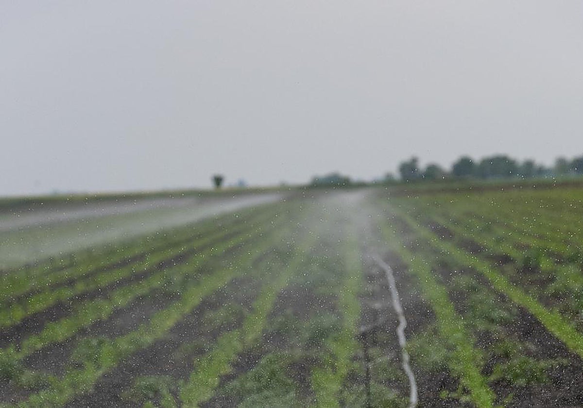 Los regantes de Mancha Occidental II recurrirán el Plan del Guadiana por ser «lesivo»